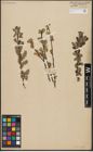 Foto von Salix aurita L.